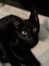 adoptable Cat in Palatine, IL named Underpants (aka Telly)