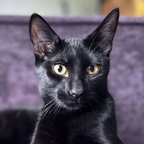 CAPTAIN UNDERPANTS - Domestic Short Hair available for adoption
