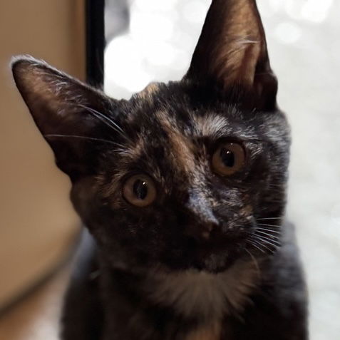 adoptable Cat in Palatine, IL named Paprika (aka Tort)