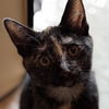 adoptable Cat in Palatine, IL named Paprika (aka Tort)