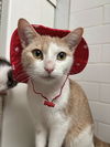 adoptable Cat in Palatine, IL named Bagel