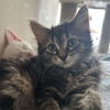 adoptable Cat in Palatine, IL named Spoon