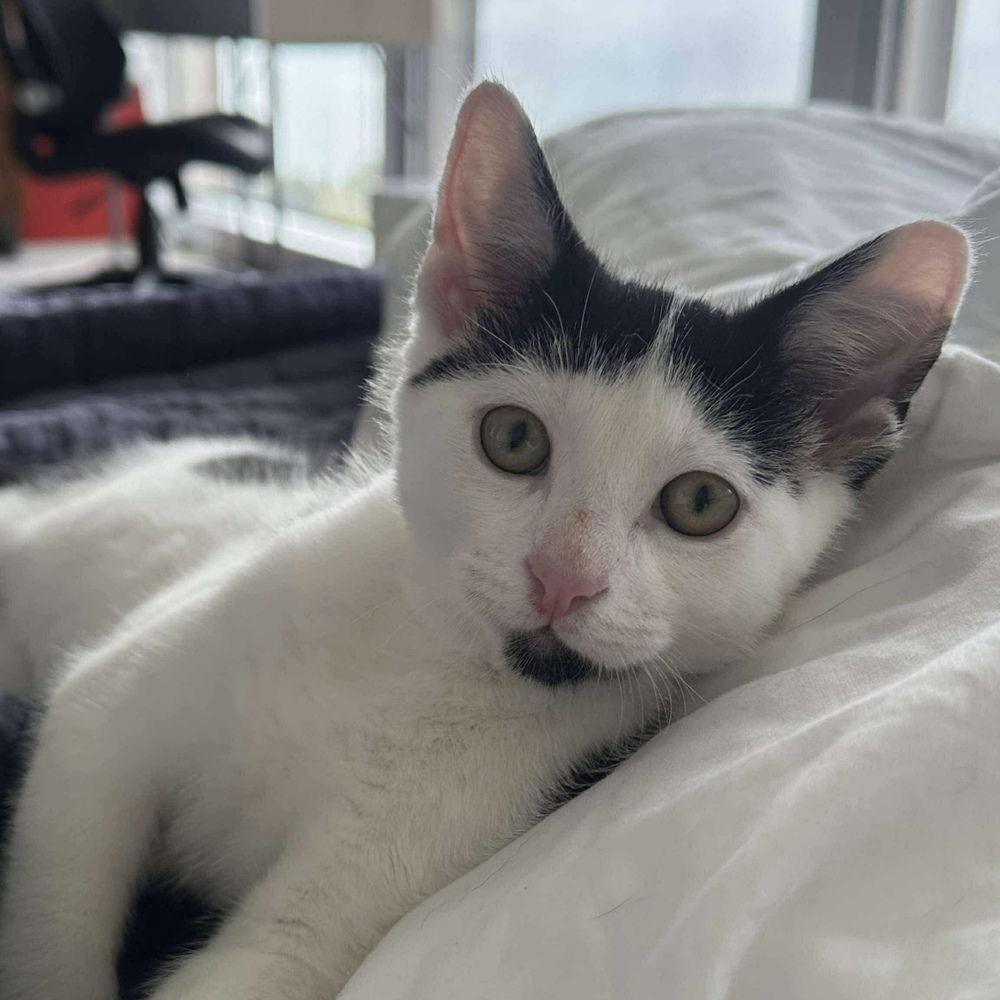adoptable Cat in Palatine, IL named Spot