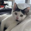 adoptable Cat in Palatine, IL named Spot