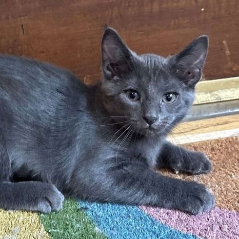 adoptable Cat in Palatine, IL named Pepper