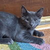 adoptable Cat in  named Pepper