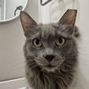 adoptable Cat in Palatine, IL named Greta Garbo