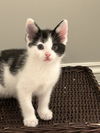 adoptable Cat in Palatine, IL named Azalea