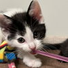 adoptable Cat in , IL named Azalea