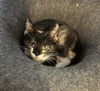 adoptable Cat in  named Marsha (Aka Turtle Dove)