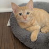 adoptable Cat in Palatine, IL named Nacho