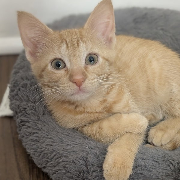 Nacho