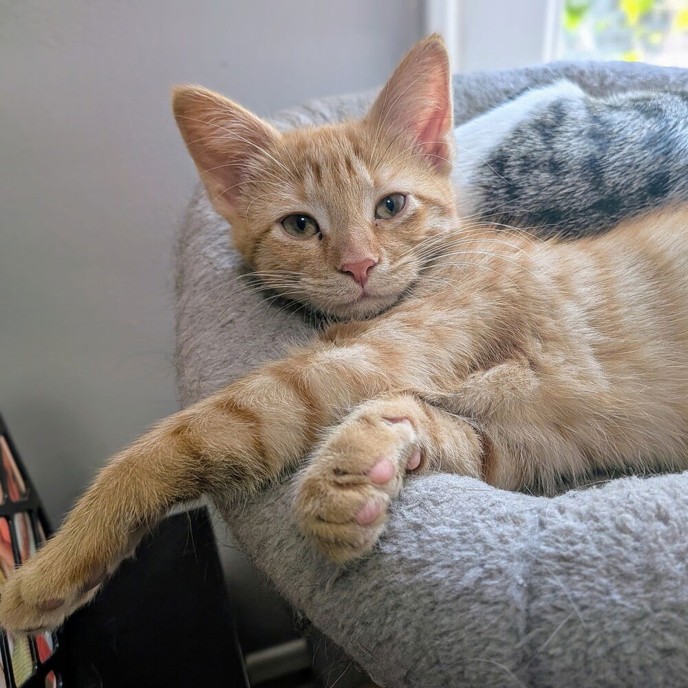 adoptable Cat in Palatine, IL named Mac