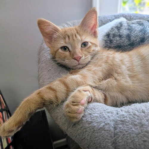 picture of the cat needing adoption