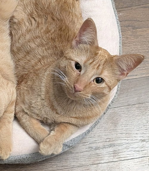 MAC - Domestic Short Hair available for adoption
