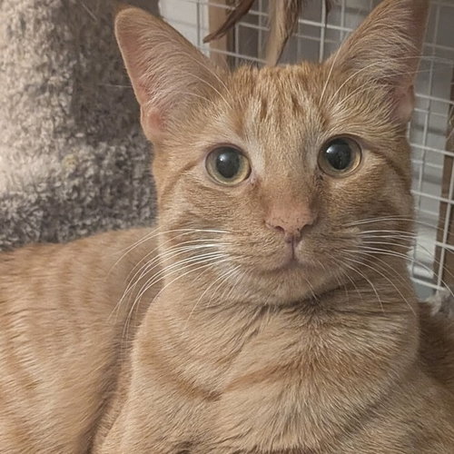 MAC - Domestic Short Hair available for adoption