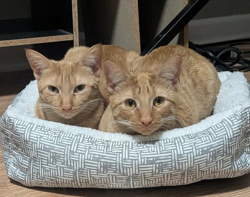 MAC - Domestic Short Hair available for adoption