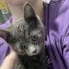 adoptable Cat in Palatine, IL named Star