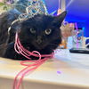 adoptable Cat in Palatine, IL named Maya