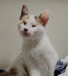adoptable Cat in  named Mango