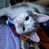 adoptable Cat in , IL named Everest (Aka Silver Moon)