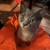 adoptable Cat in Palatine, IL named Twinkle
