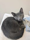 adoptable Cat in Palatine, IL named Millie (aka Milton)