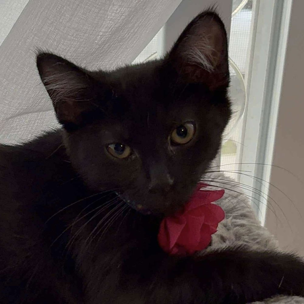 adoptable Cat in Palatine, IL named Estela