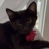 adoptable Cat in  named Estela
