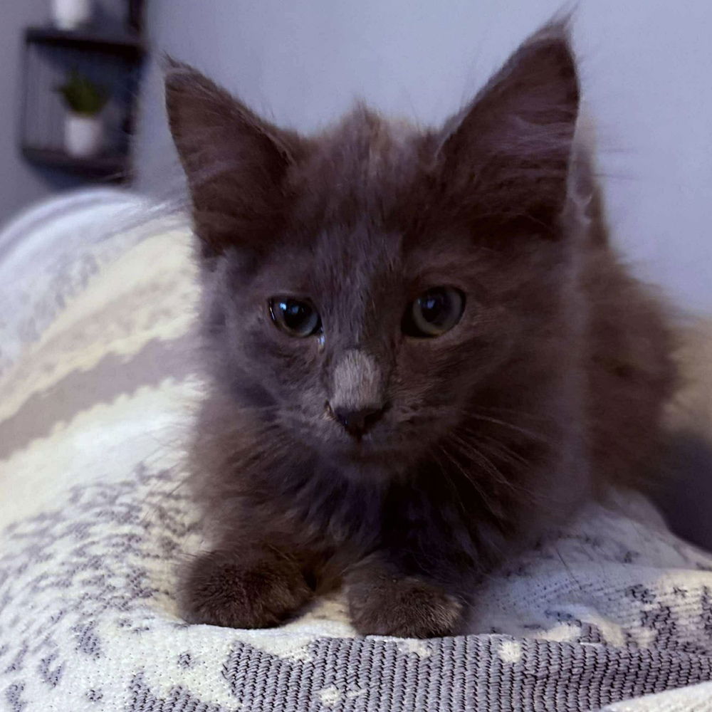 adoptable Cat in Palatine, IL named Miso