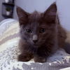 adoptable Cat in Palatine, IL named Miso
