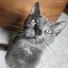 adoptable Cat in Palatine, IL named Ladybug
