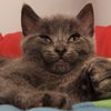 adoptable Cat in Palatine, IL named Bubbles