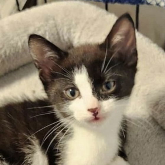 adoptable Cat in Palatine, IL named Cookie