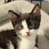 adoptable Cat in Palatine, IL named Cookie