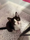 adoptable Cat in , IL named Cookie