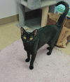 adoptable Cat in Palatine, IL named Kit