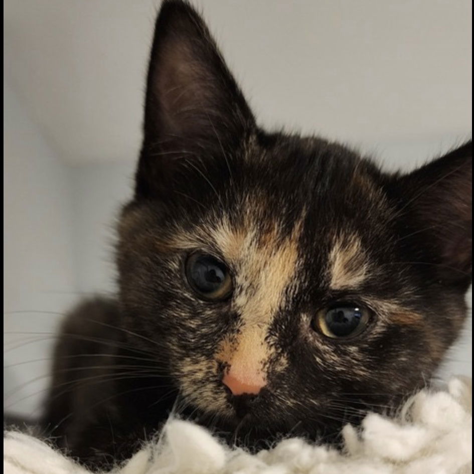 adoptable Cat in Palatine, IL named Cinderella