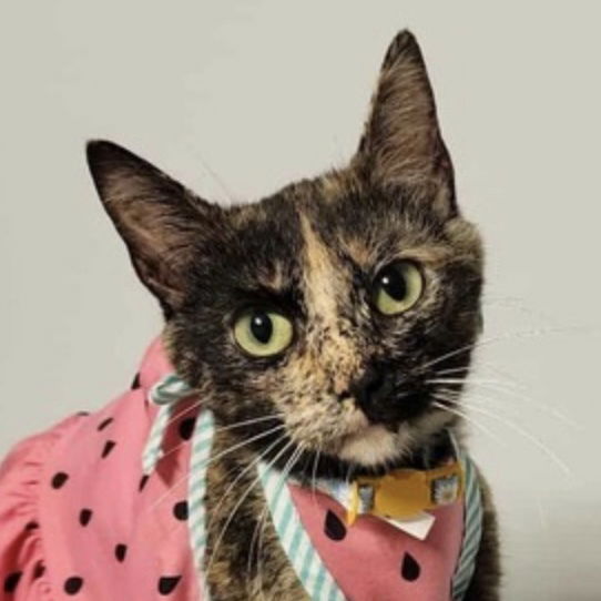 adoptable Cat in Palatine, IL named Lily