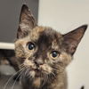adoptable Cat in Palatine, IL named Belle