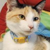 adoptable Cat in Palatine, IL named Daisy