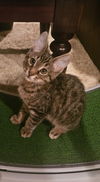 adoptable Cat in Palatine, IL named Mister