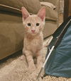 adoptable Cat in Palatine, IL named Oscar