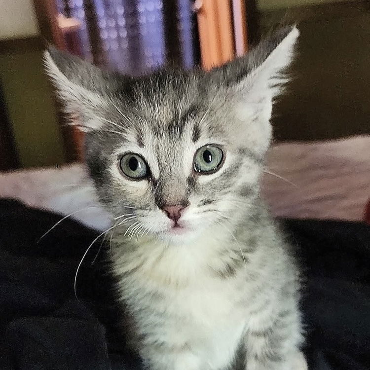 adoptable Cat in Palatine, IL named Luna