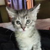 adoptable Cat in Palatine, IL named Luna