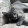 adoptable Cat in Palatine, IL named Cookie