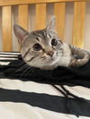 adoptable Cat in  named Lilah