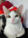 adoptable Cat in Palatine, IL named Chloe