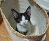 adoptable Cat in , IL named Ella