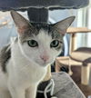 adoptable Cat in Palatine, IL named Bella